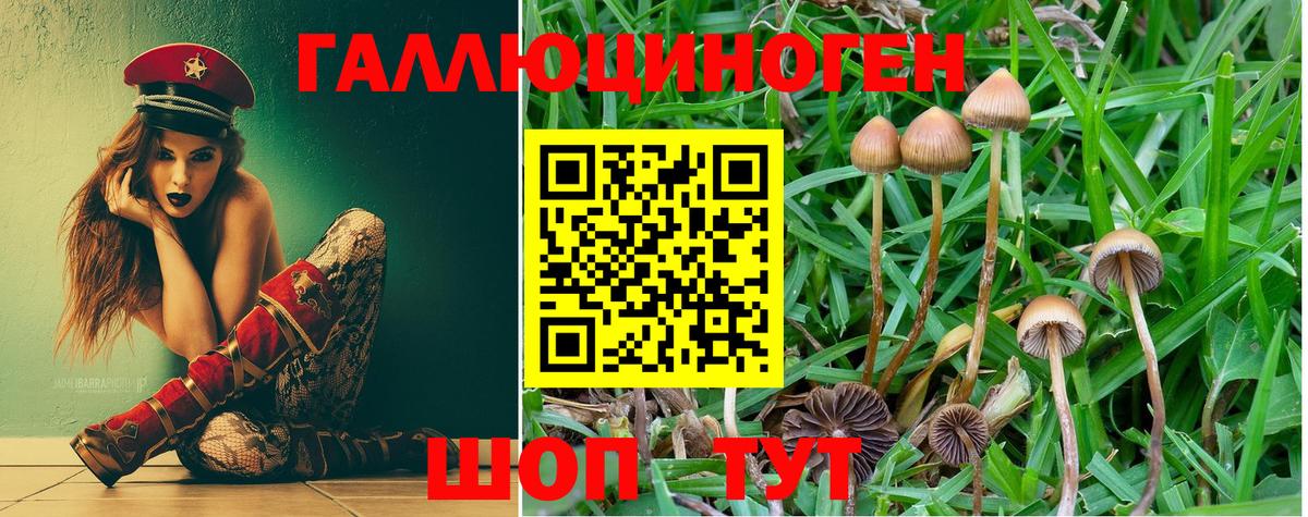Галлюциногенные грибы Psilocybe Мичуринск